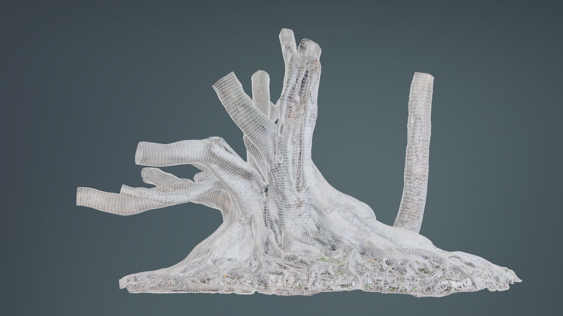 Fig Tree Trunk Low-poly 3D model_10