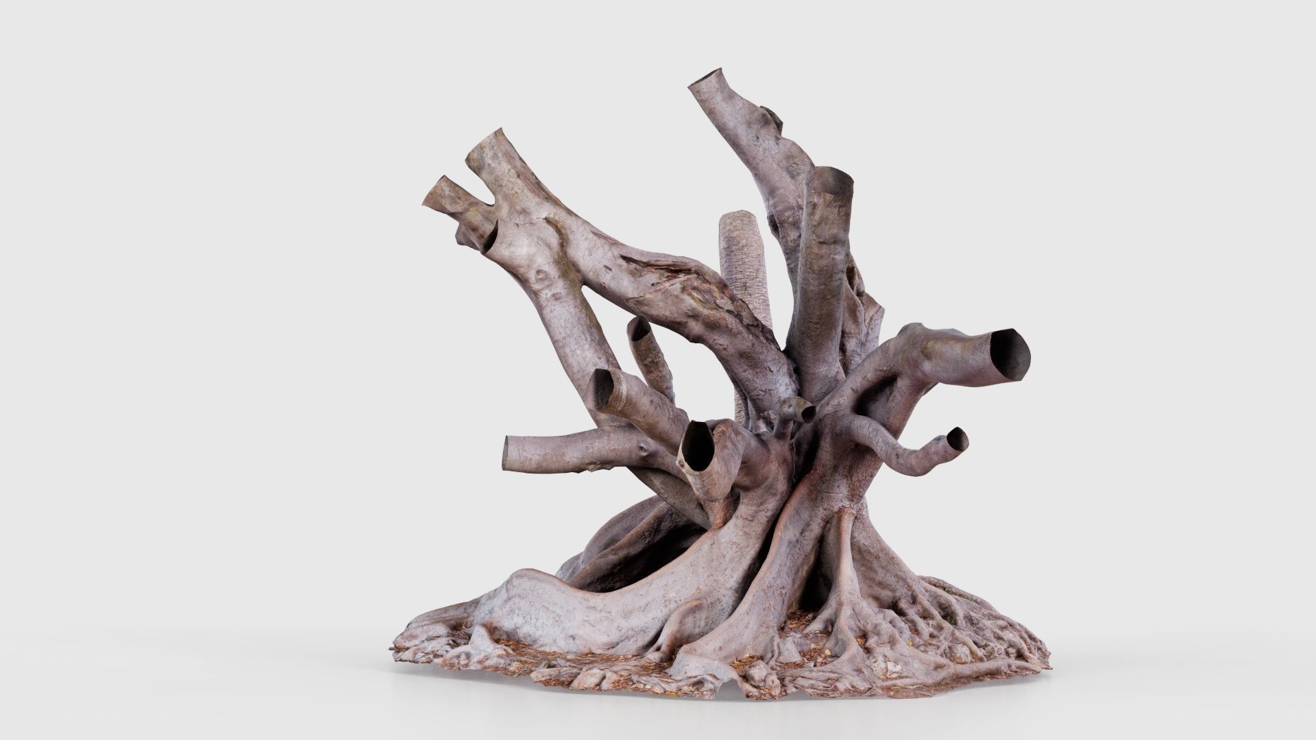 Fig Tree Trunk Low-poly 3D model_24