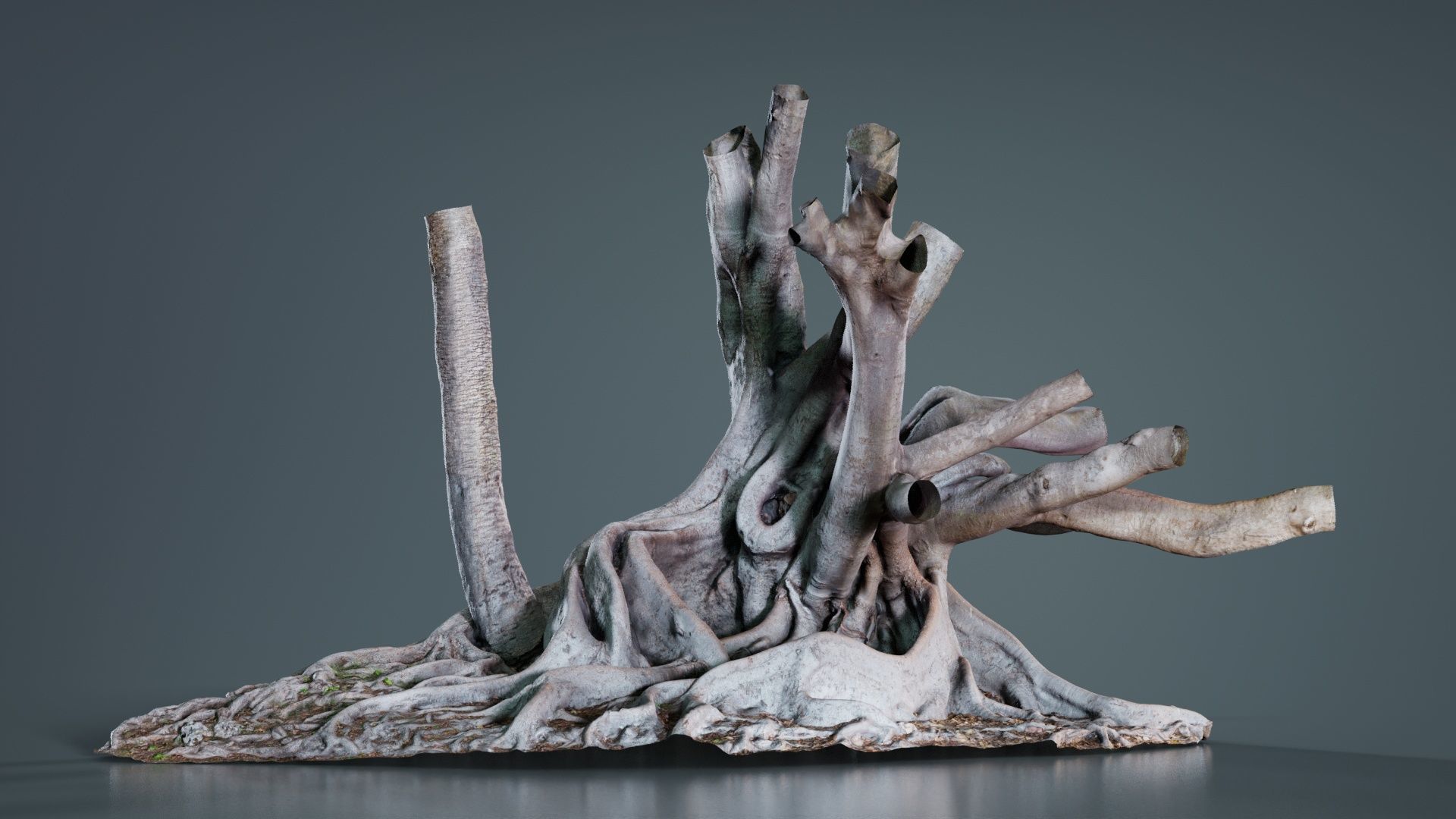 Fig Tree Trunk Low-poly 3D model_1