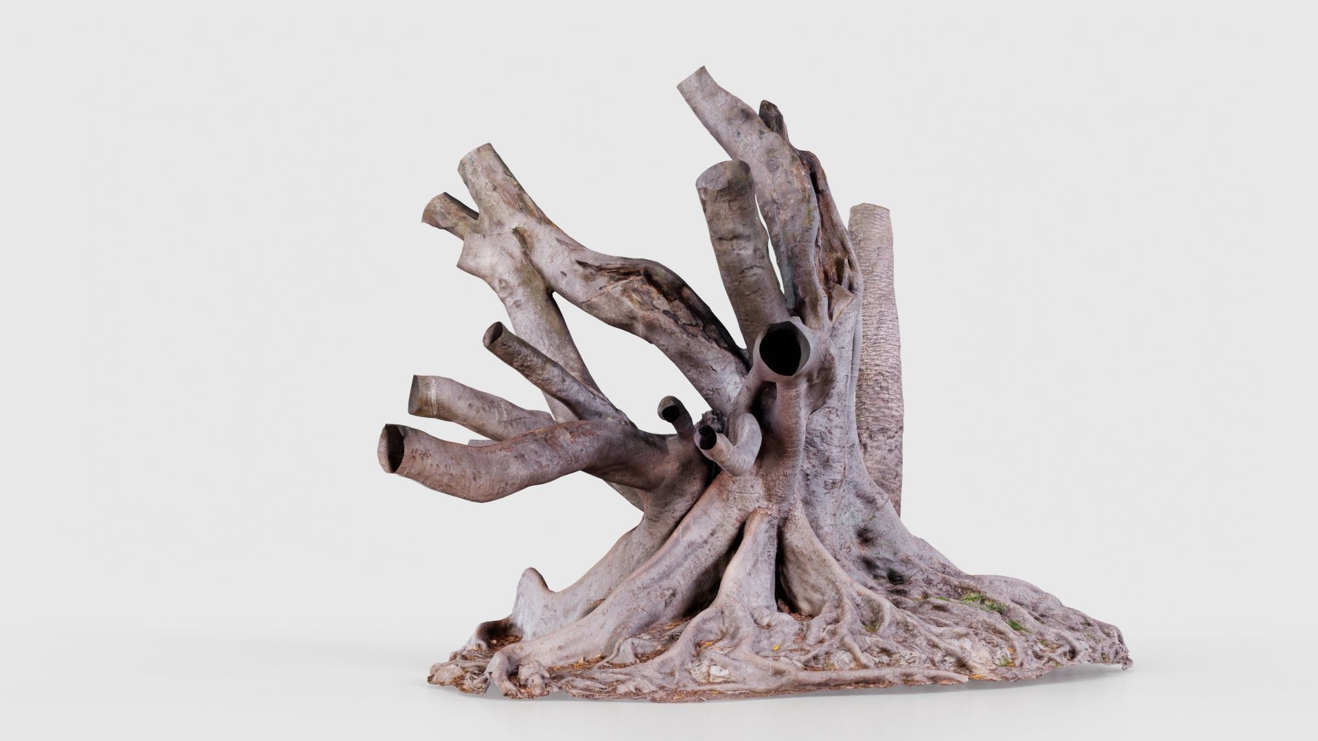 Fig Tree Trunk Low-poly 3D model_23