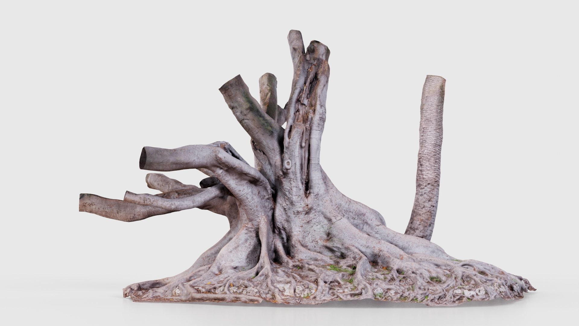 Fig Tree Trunk Low-poly 3D model_21