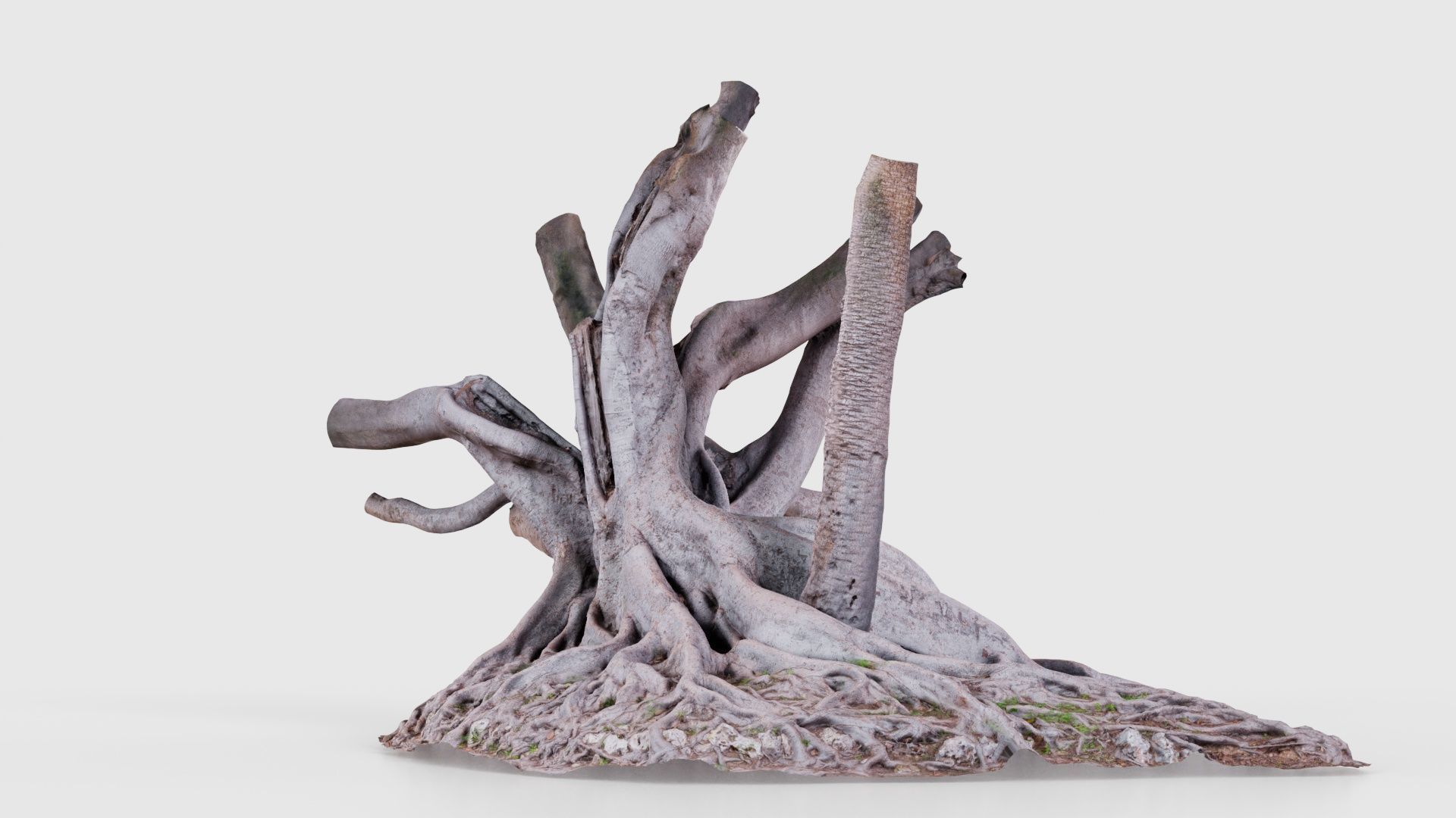 Fig Tree Trunk Low-poly 3D model_19