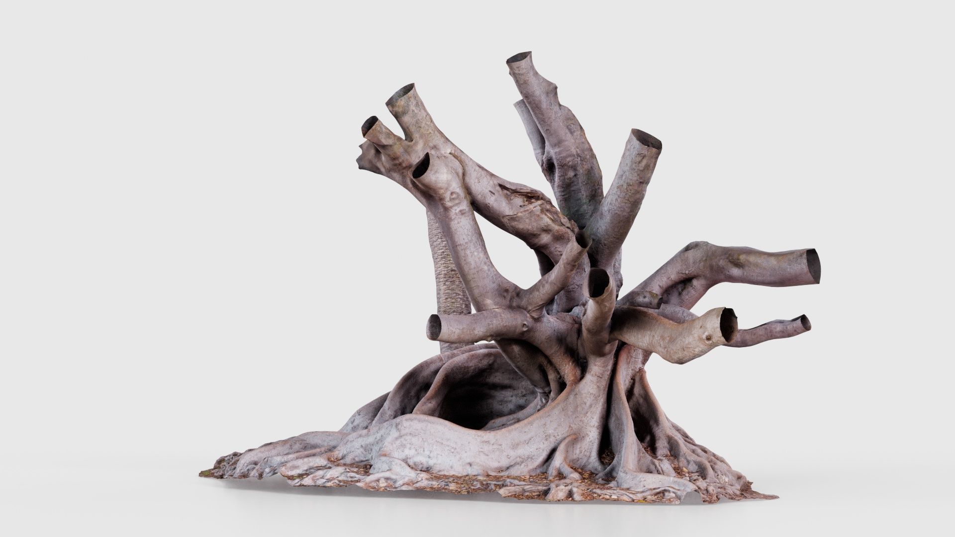 Fig Tree Trunk Low-poly 3D model_25