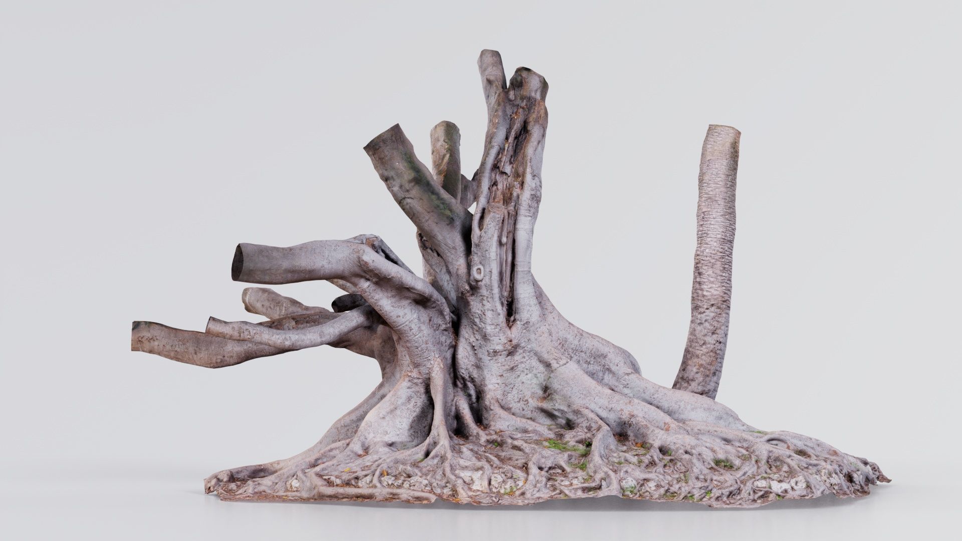 Fig Tree Trunk Low-poly 3D model_6