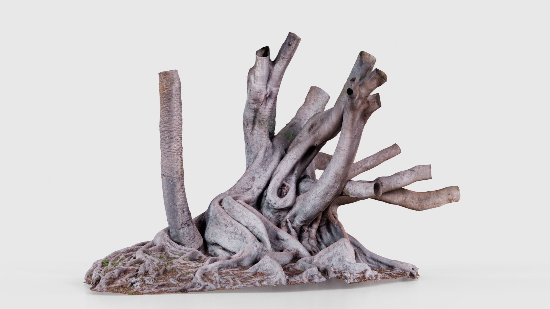 Fig Tree Trunk Low-poly 3D model_16