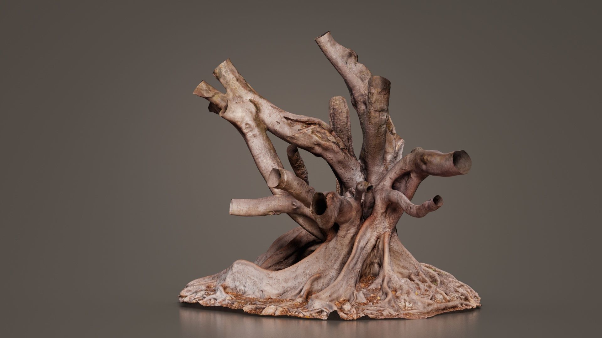 Fig Tree Trunk Low-poly 3D model_3