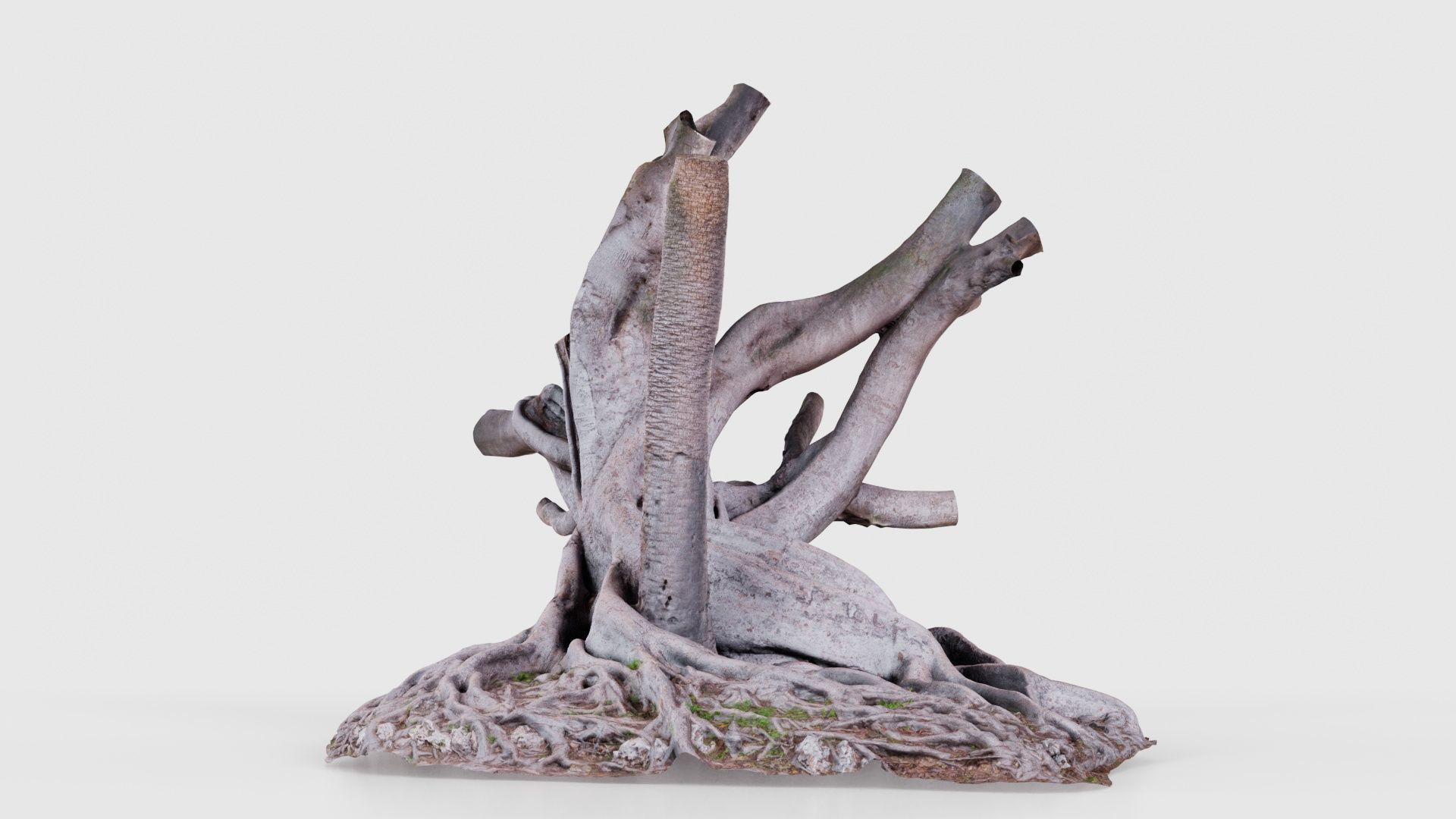 Fig Tree Trunk Low-poly 3D model_18