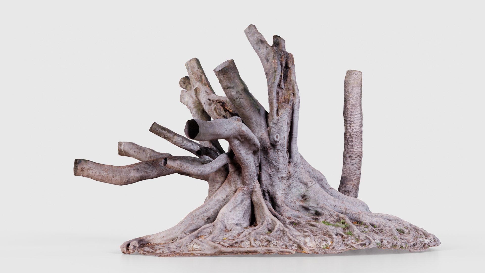 Fig Tree Trunk Low-poly 3D model_22