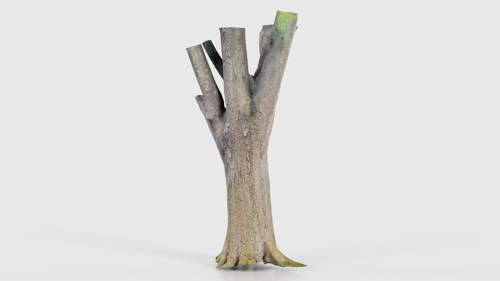 Fragmented Bark Tree Trunk Low-poly 3D model_17
