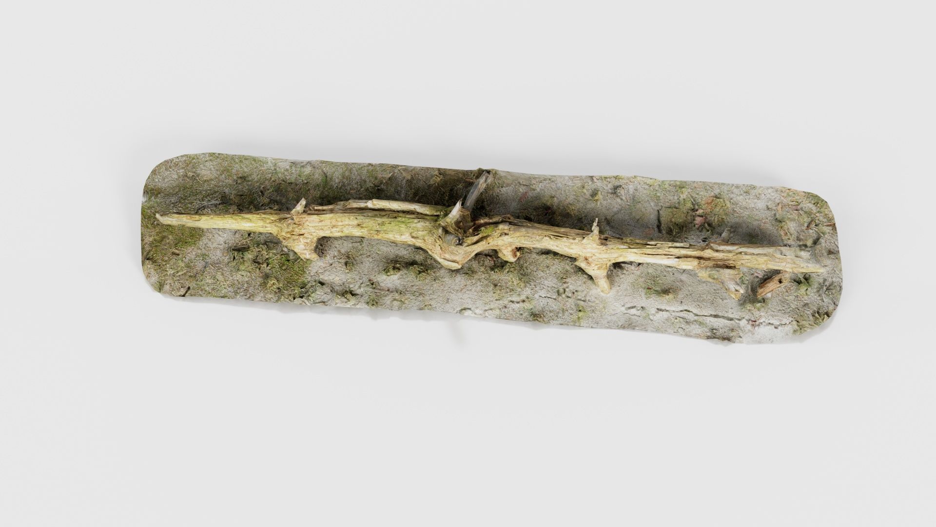 Ground Branch Split Low-poly 3D model_25