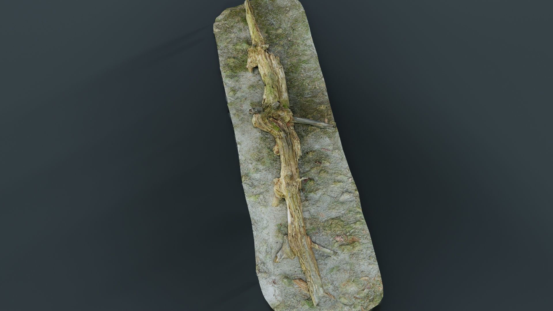 Ground Branch Split Low-poly 3D model_2