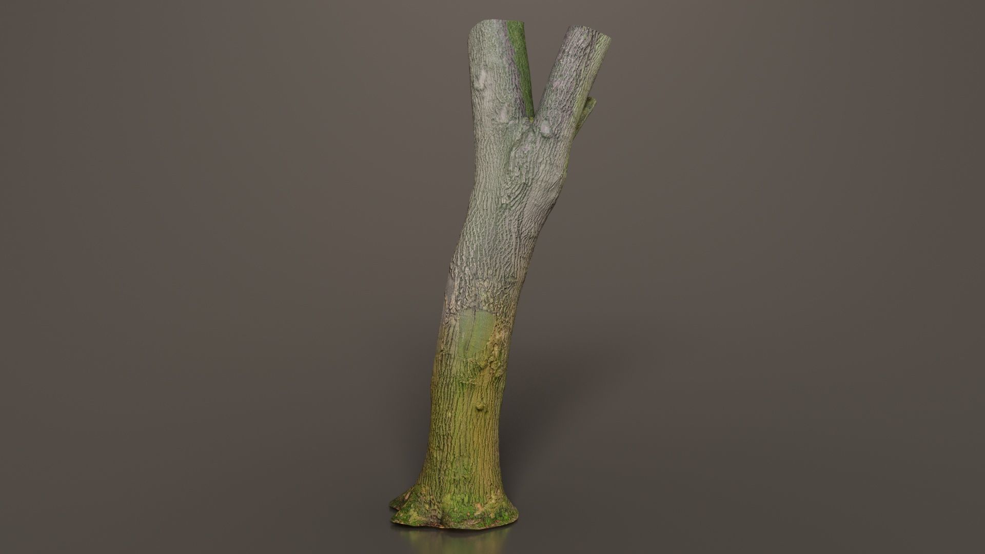 Hole Tree Trunk Low-poly 3D model_4