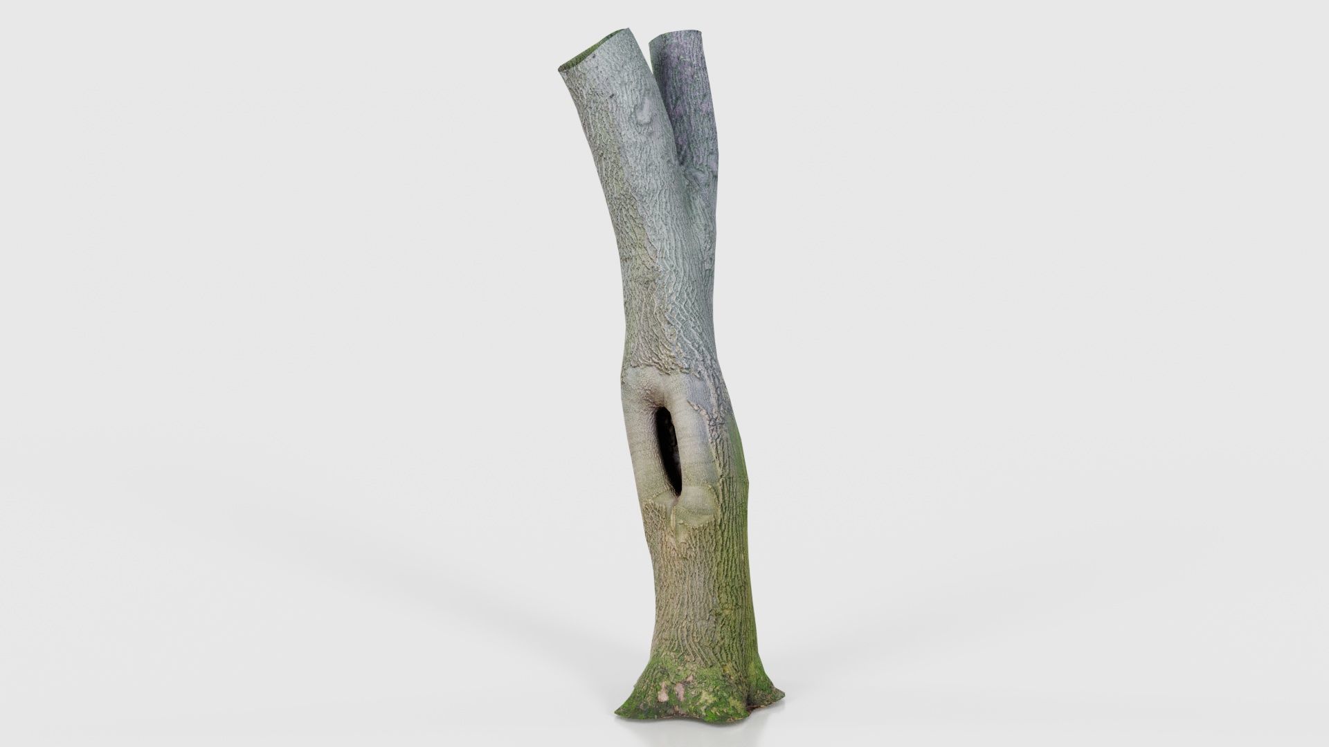Hole Tree Trunk Low-poly 3D model_16
