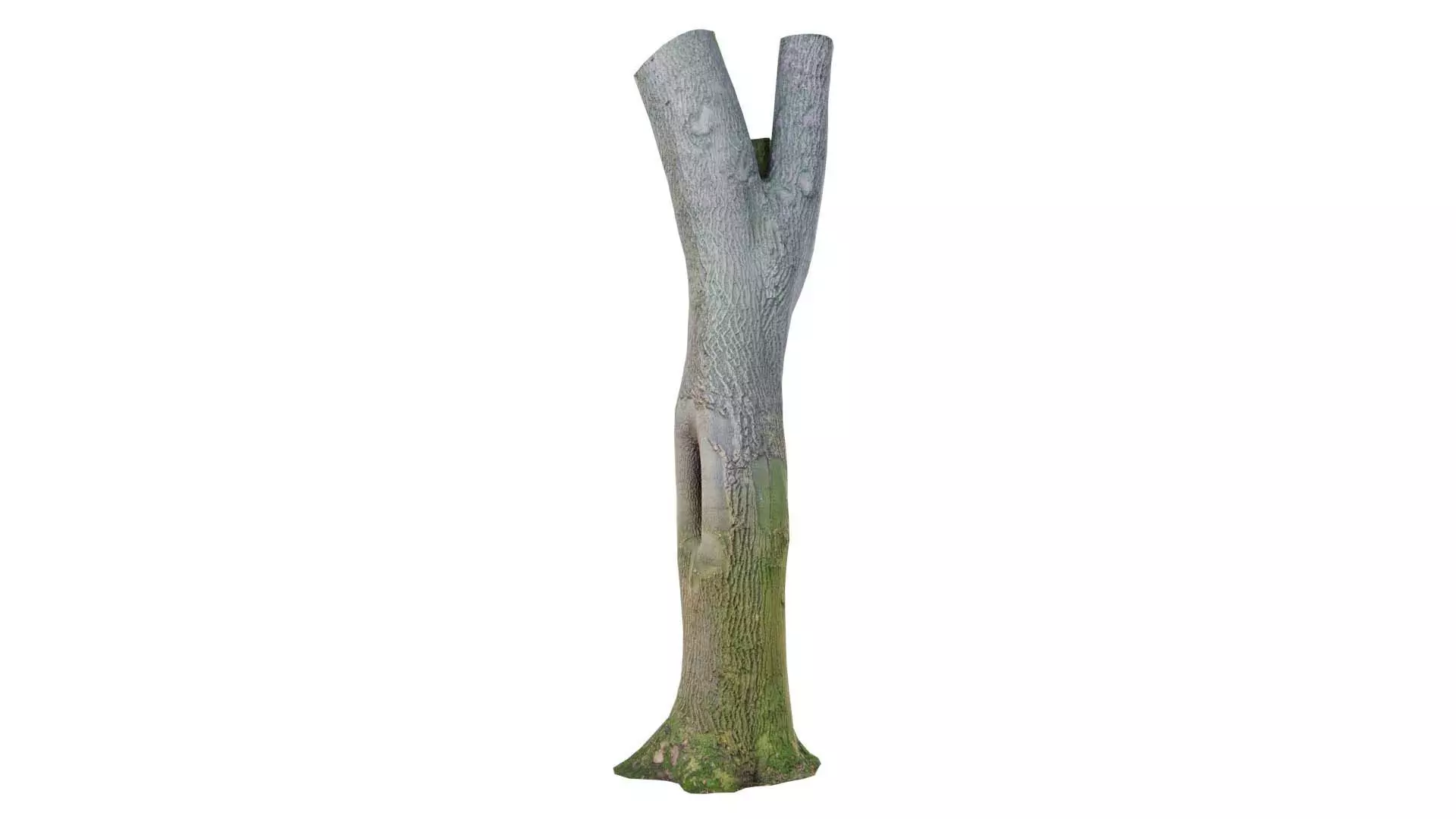 Hole Tree Trunk Low-poly 3D model_0