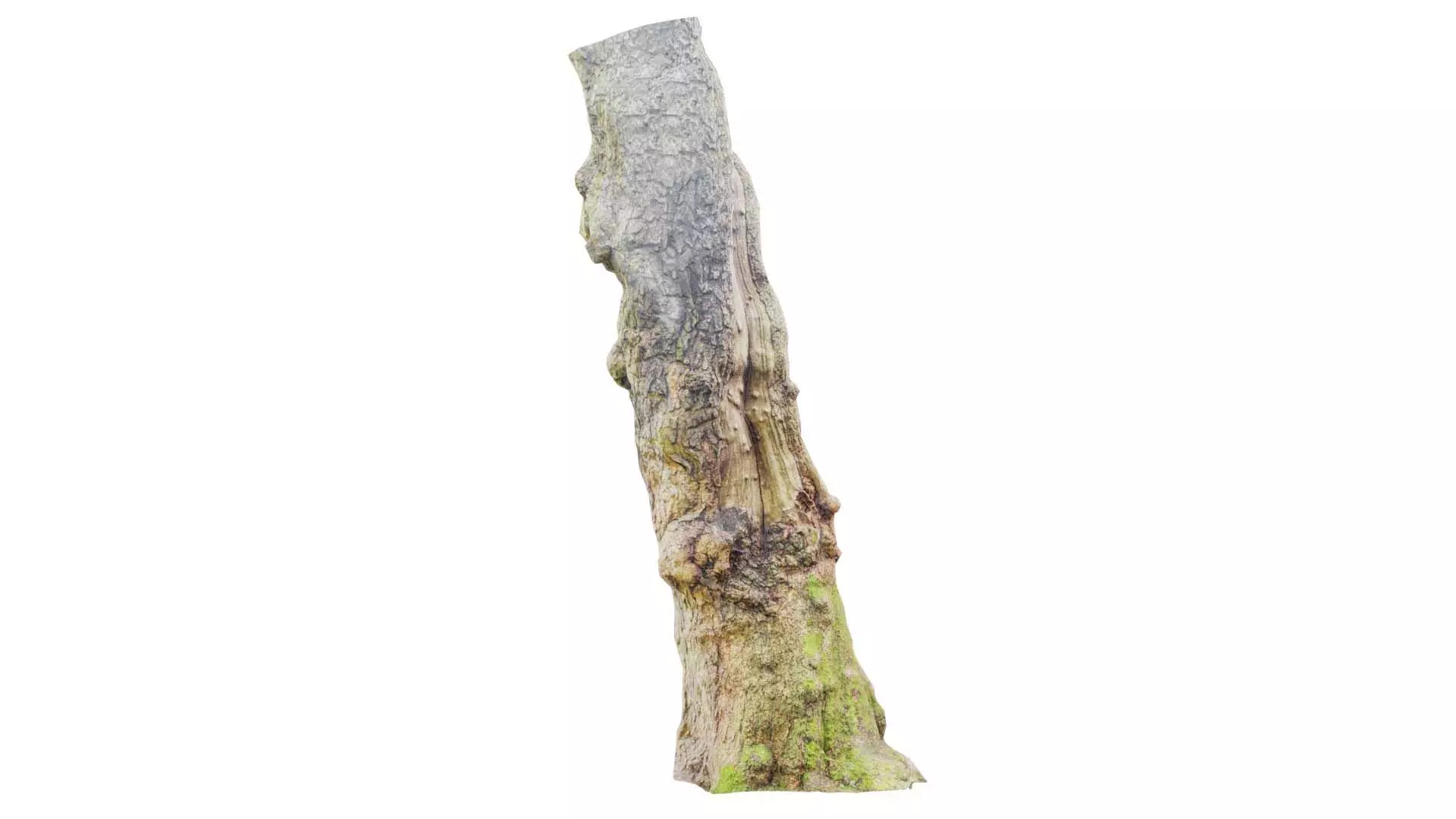 Knot Tree Trunk Low-poly 3D model