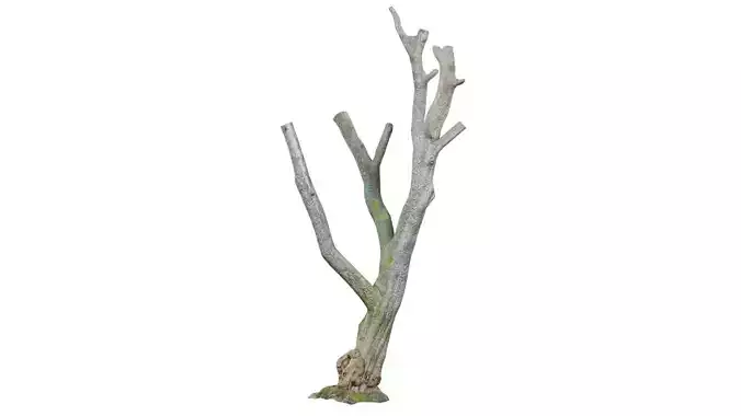 Knotty Tree Trunk