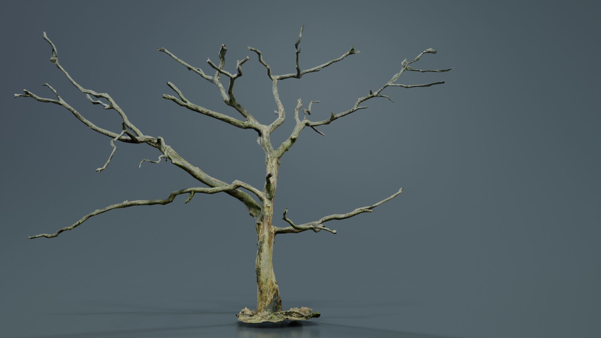 Lonesome Tree Low-poly 3D model_5