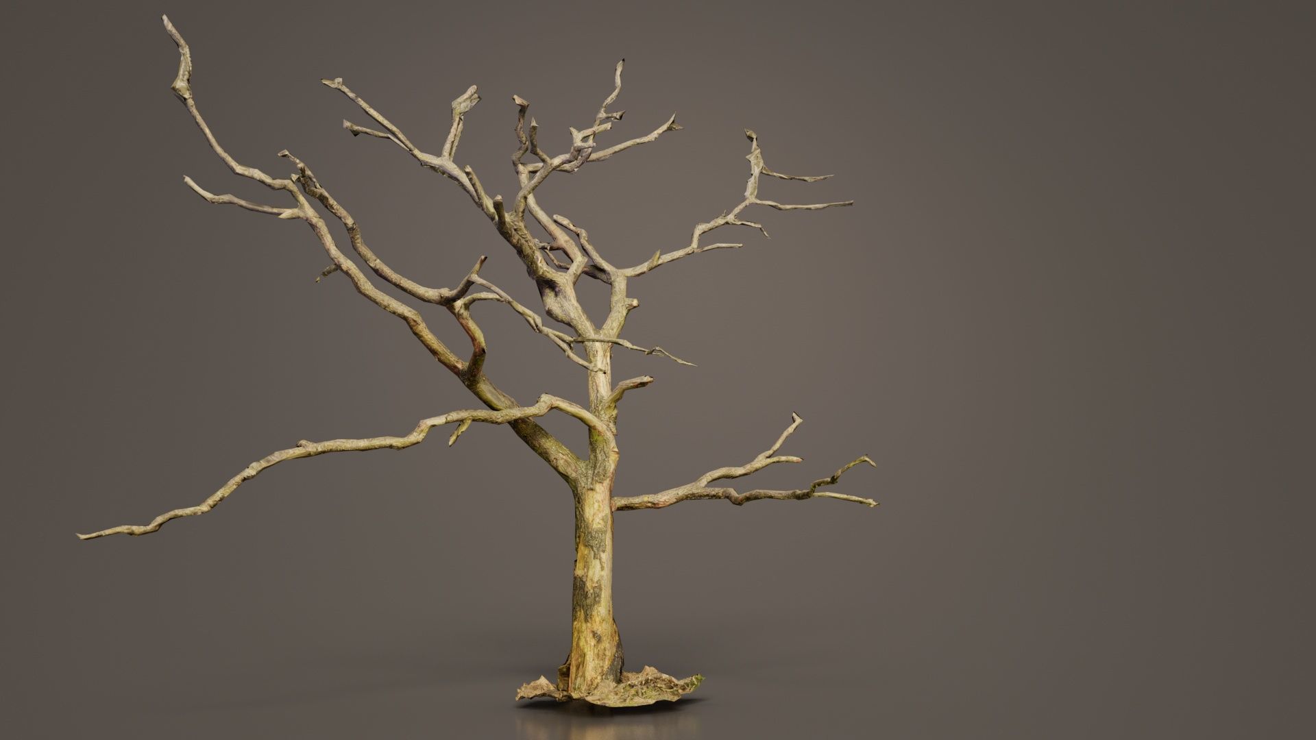 Lonesome Tree Low-poly 3D model_8