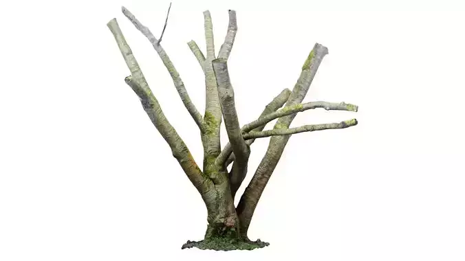 Moss Covered Tree Trunk