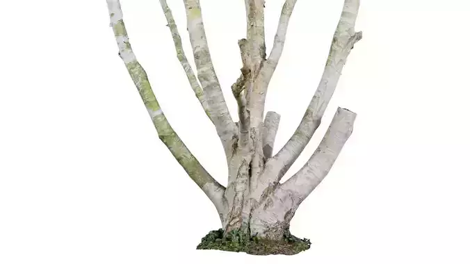 Paper Bark Tree Trunk Low-poly 3D model