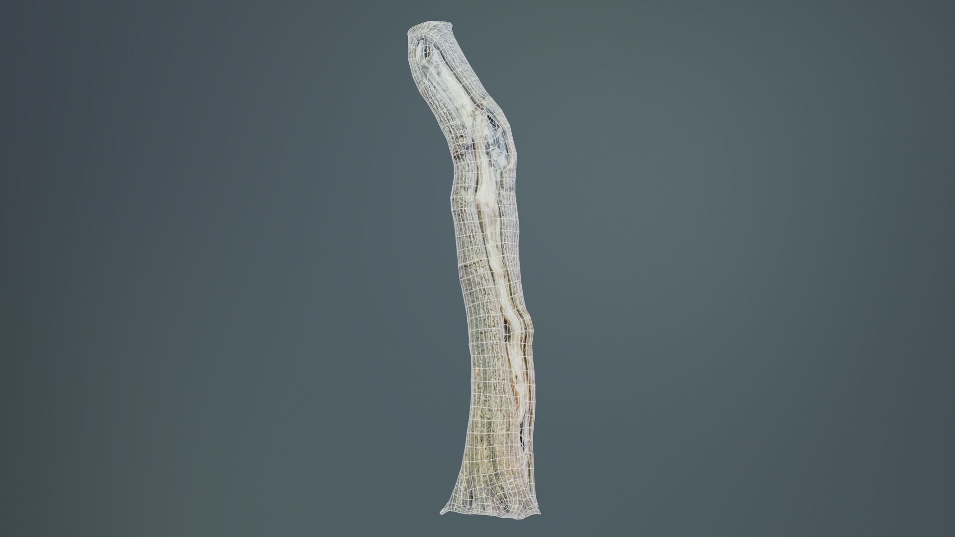 Slit Tree Trunk Low-poly 3D model_9