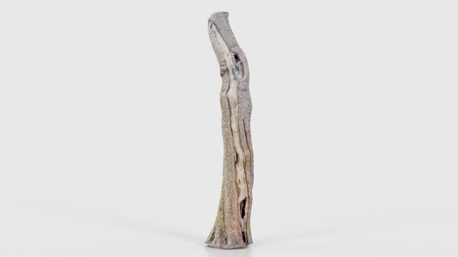 Slit Tree Trunk Low-poly 3D model_26