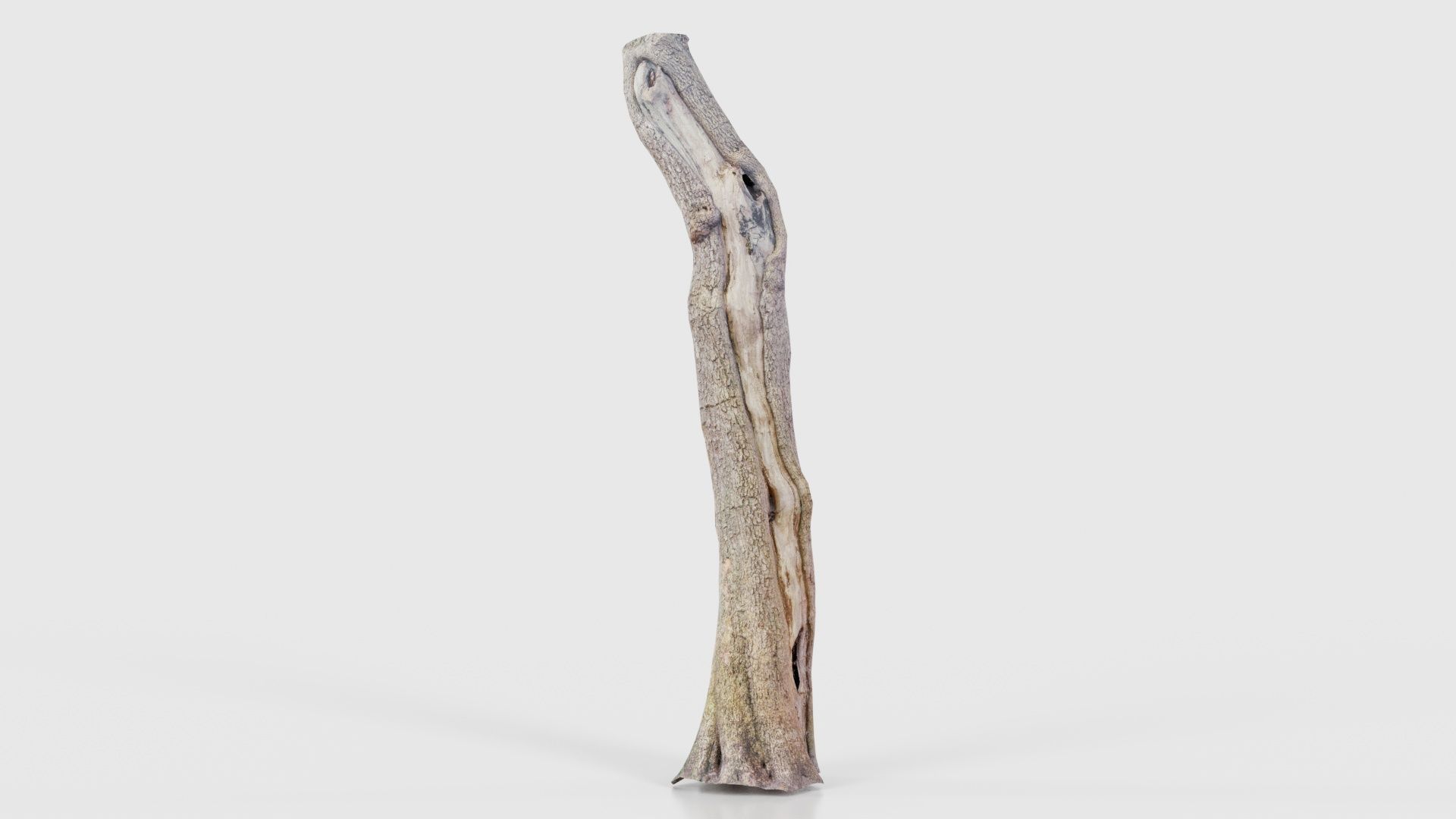 Slit Tree Trunk Low-poly 3D model_15
