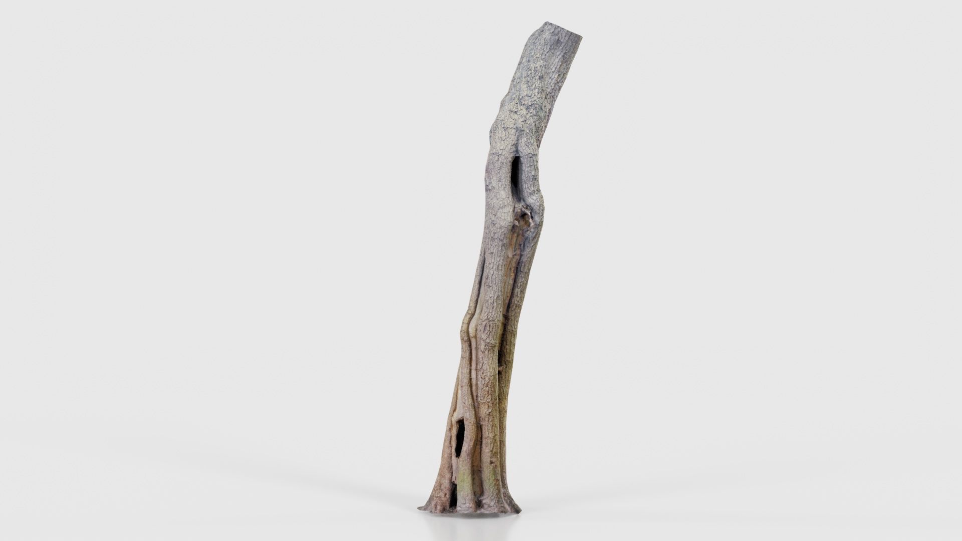 Slit Tree Trunk Low-poly 3D model_23