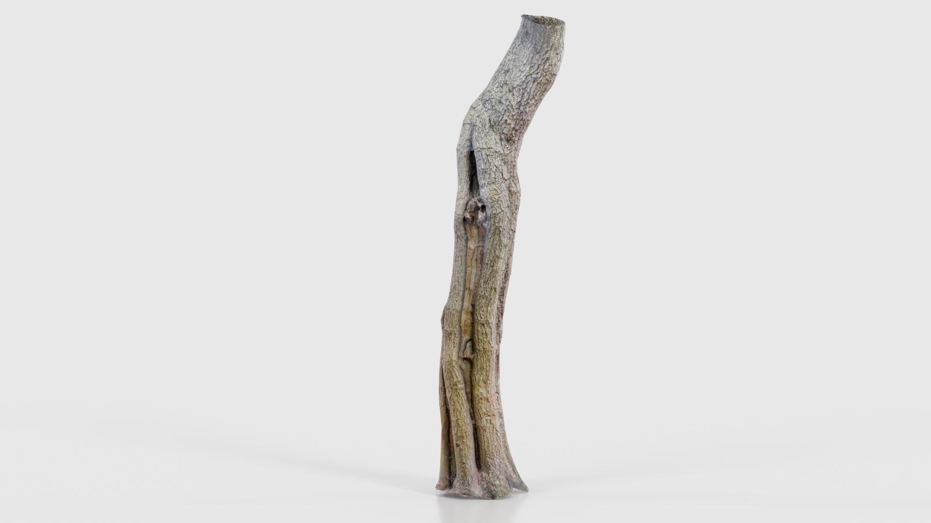 Slit Tree Trunk Low-poly 3D model_21
