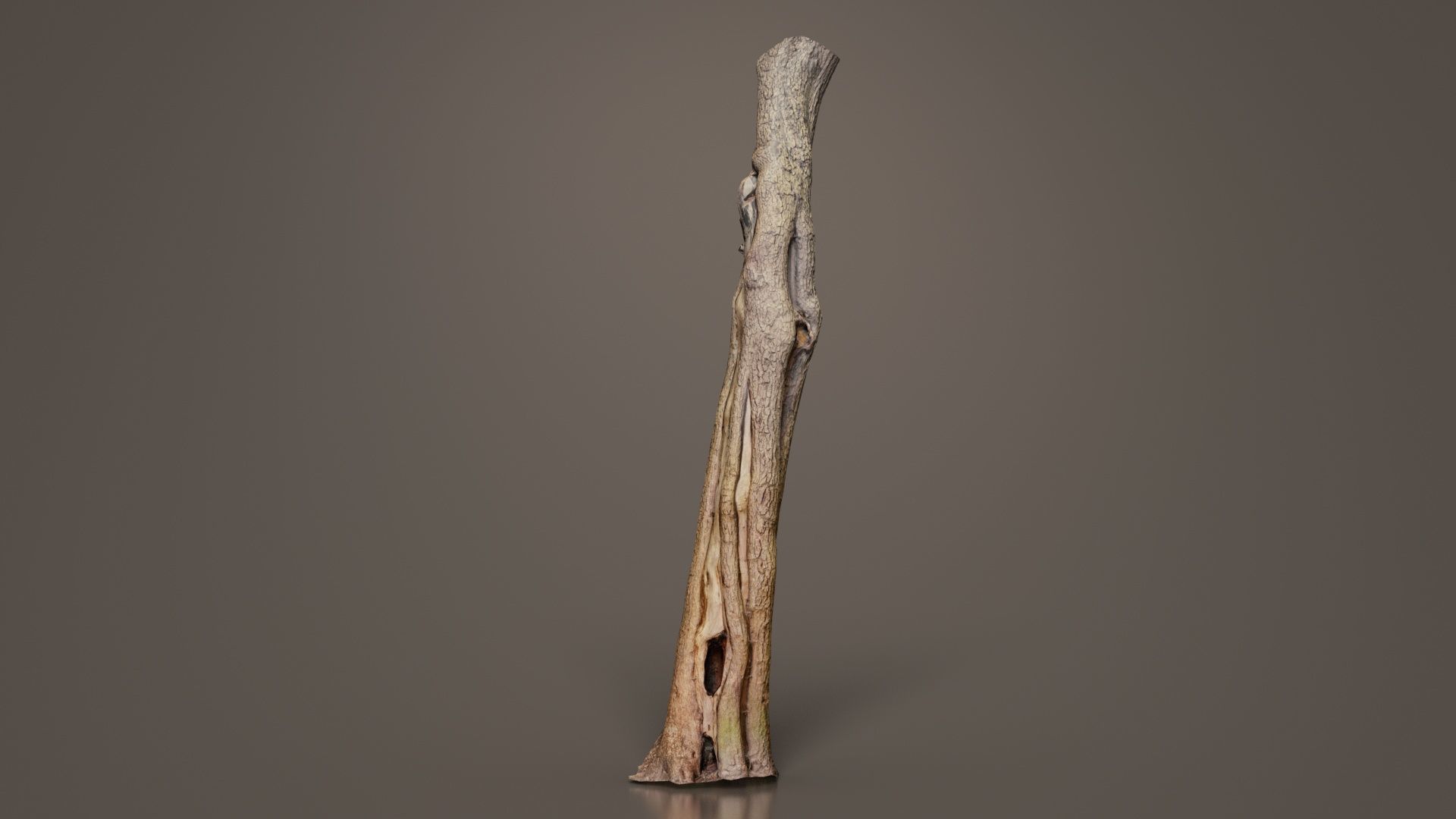 Slit Tree Trunk Low-poly 3D model_7