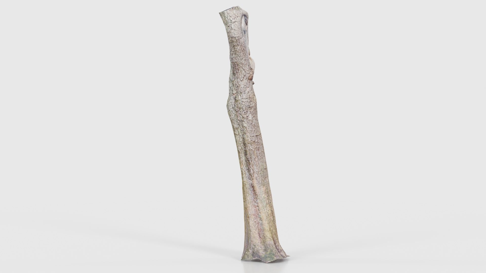 Slit Tree Trunk Low-poly 3D model_18