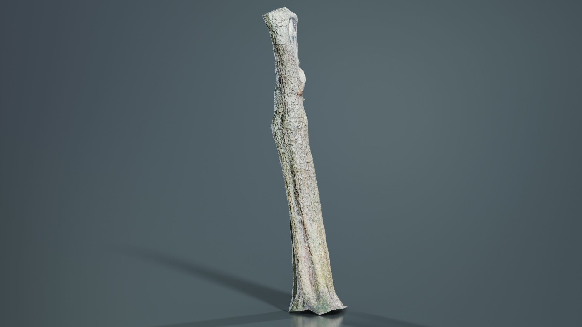 Slit Tree Trunk Low-poly 3D model_8