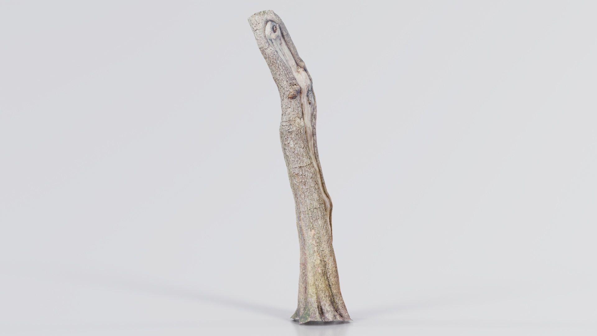 Slit Tree Trunk Low-poly 3D model_4