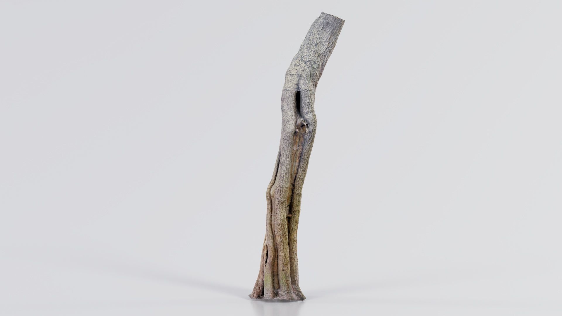 Slit Tree Trunk Low-poly 3D model_1