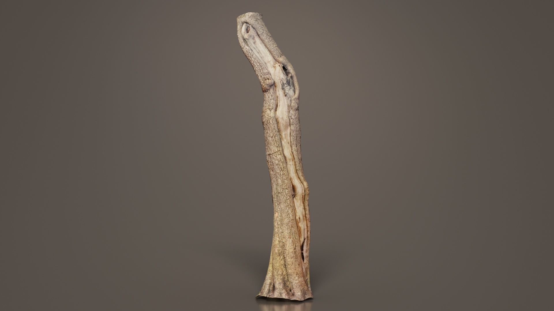 Slit Tree Trunk Low-poly 3D model_5