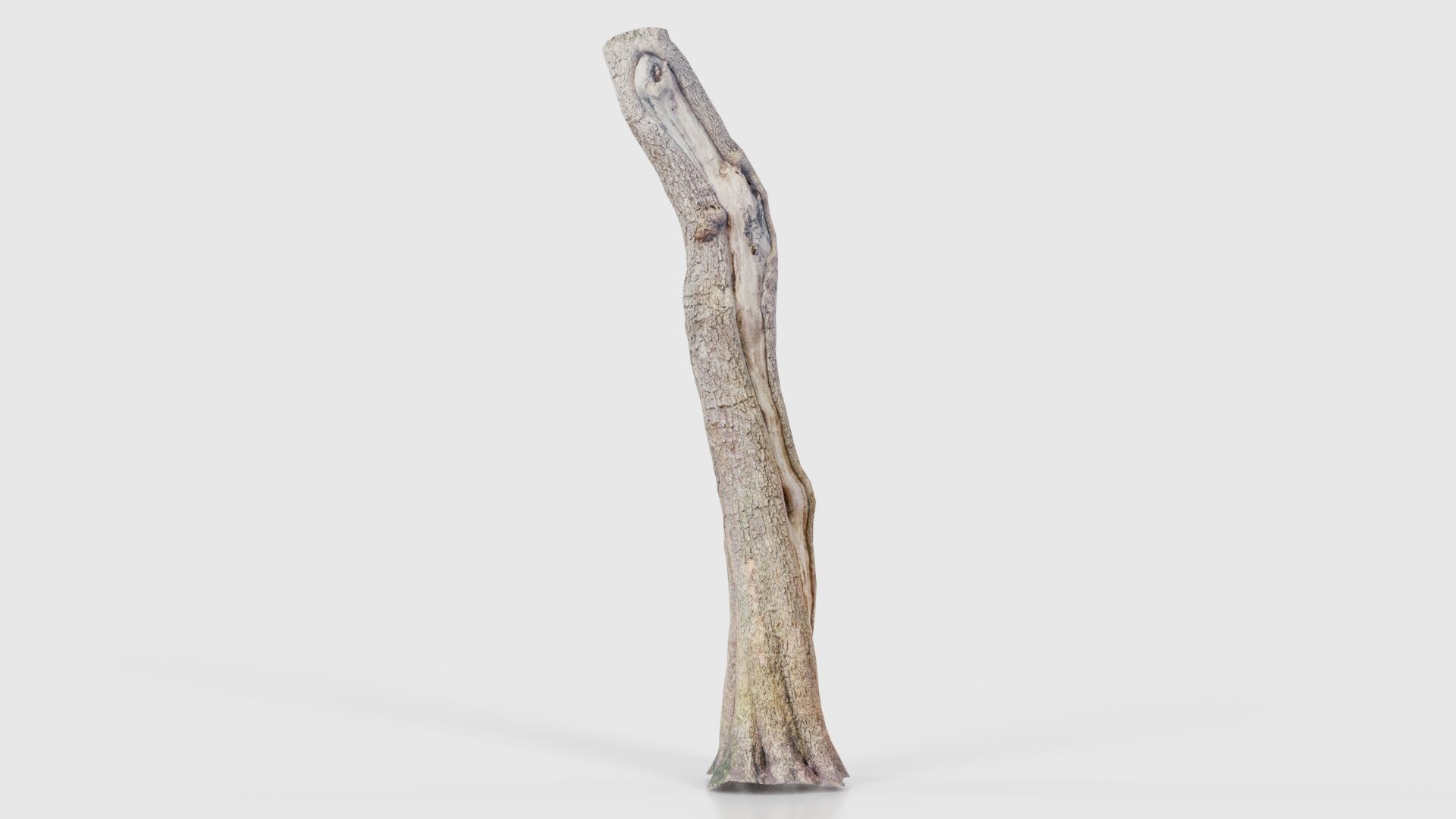 Slit Tree Trunk Low-poly 3D model_16