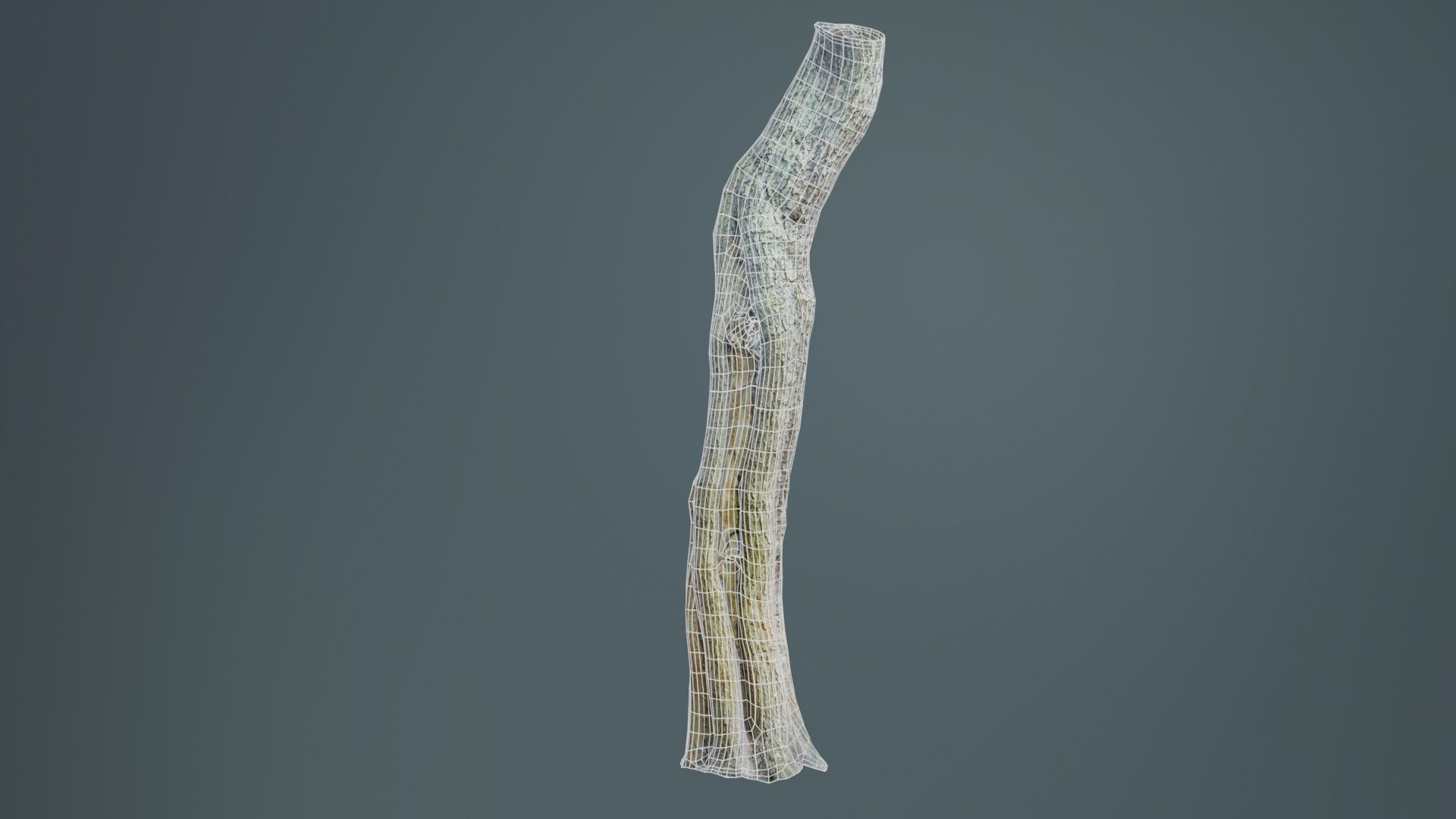 Slit Tree Trunk Low-poly 3D model_10