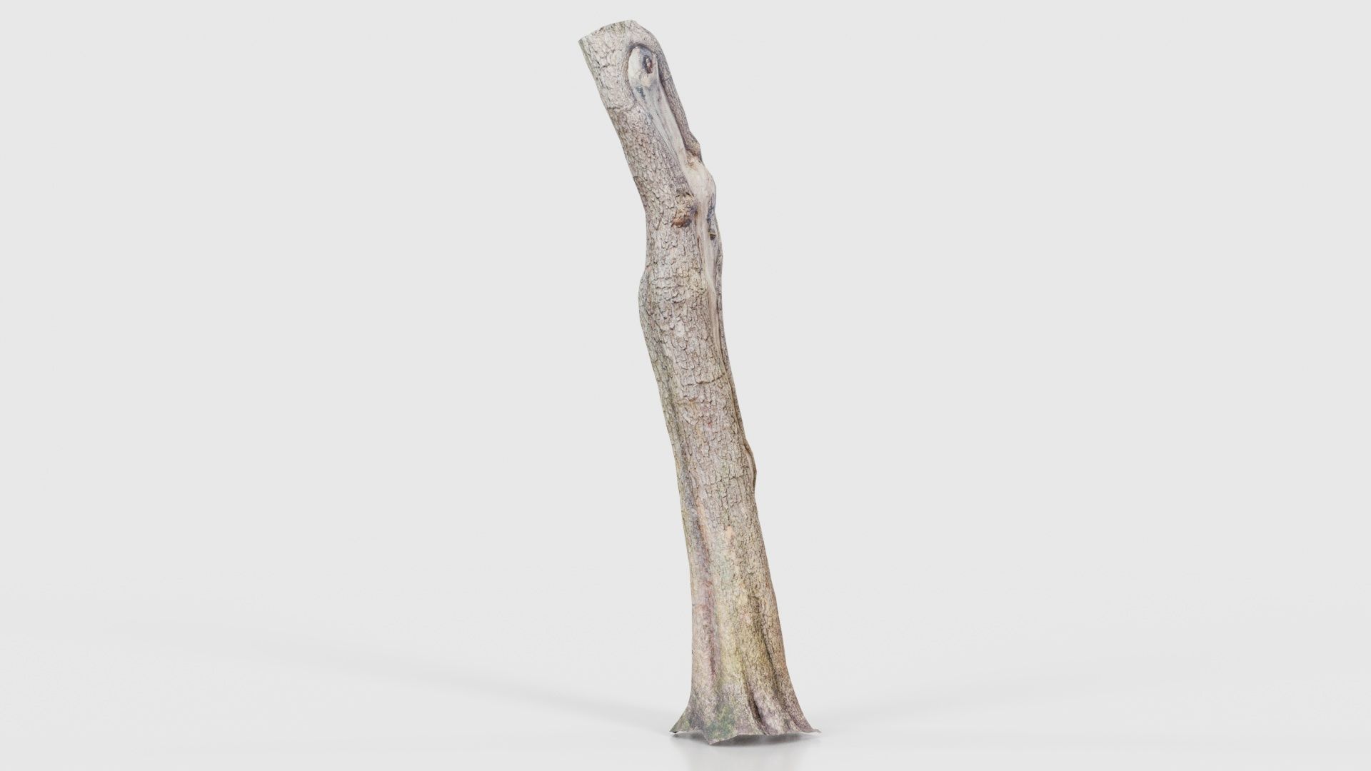 Slit Tree Trunk Low-poly 3D model_17