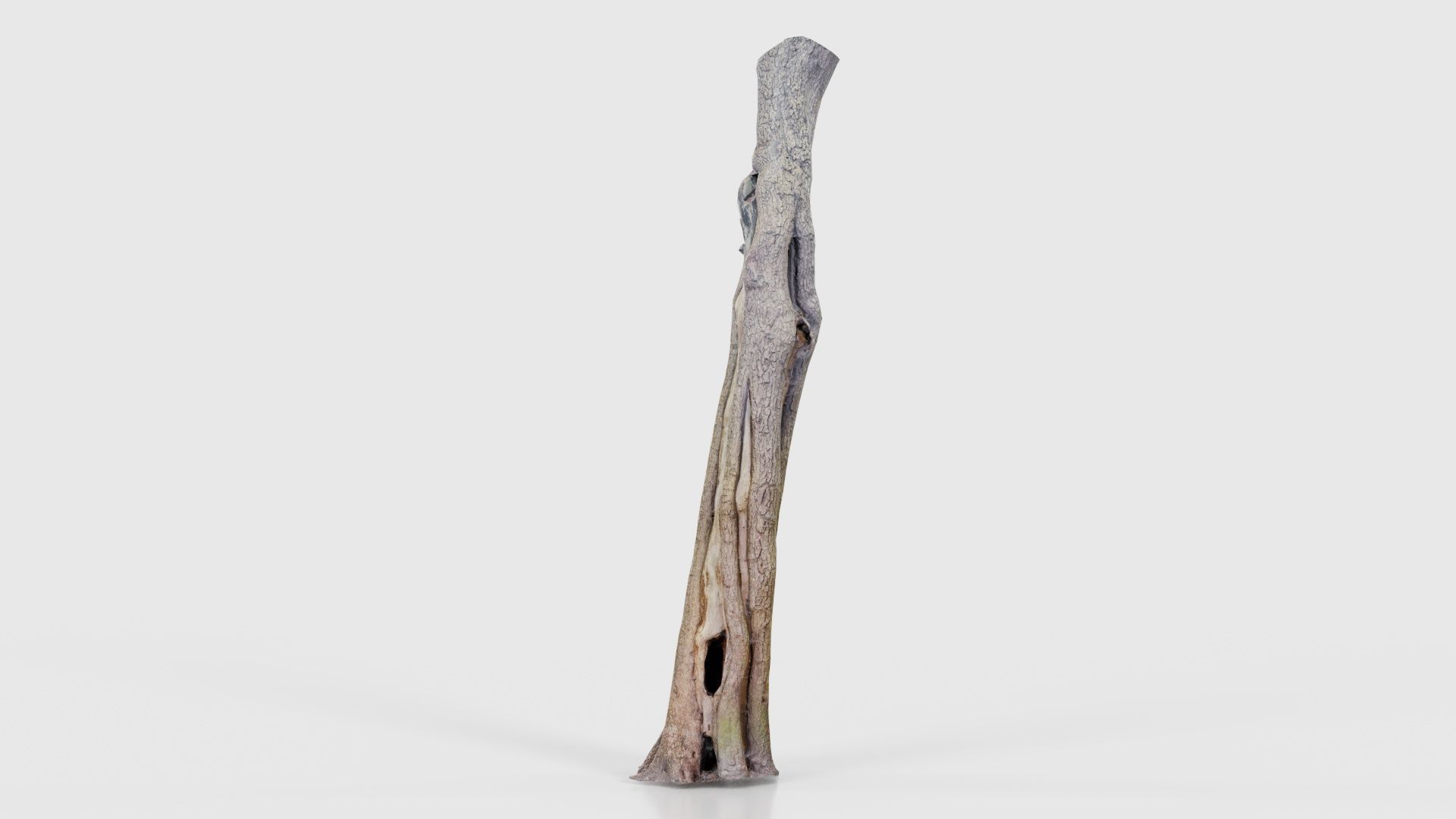 Slit Tree Trunk Low-poly 3D model_24