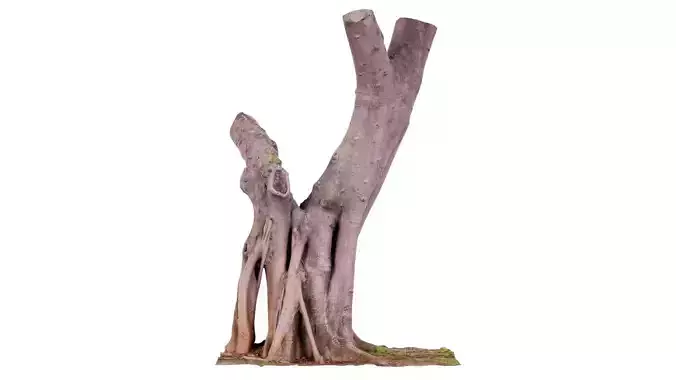 Tall Roots Tree Trunk