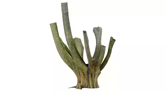 Wide Base with Offshoots Tree Trunk