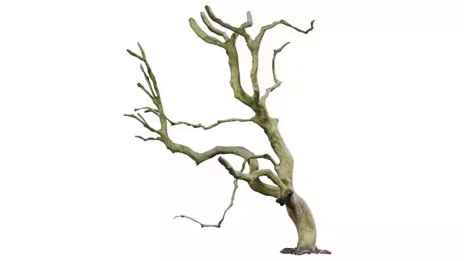 Wiggle Tree Branches