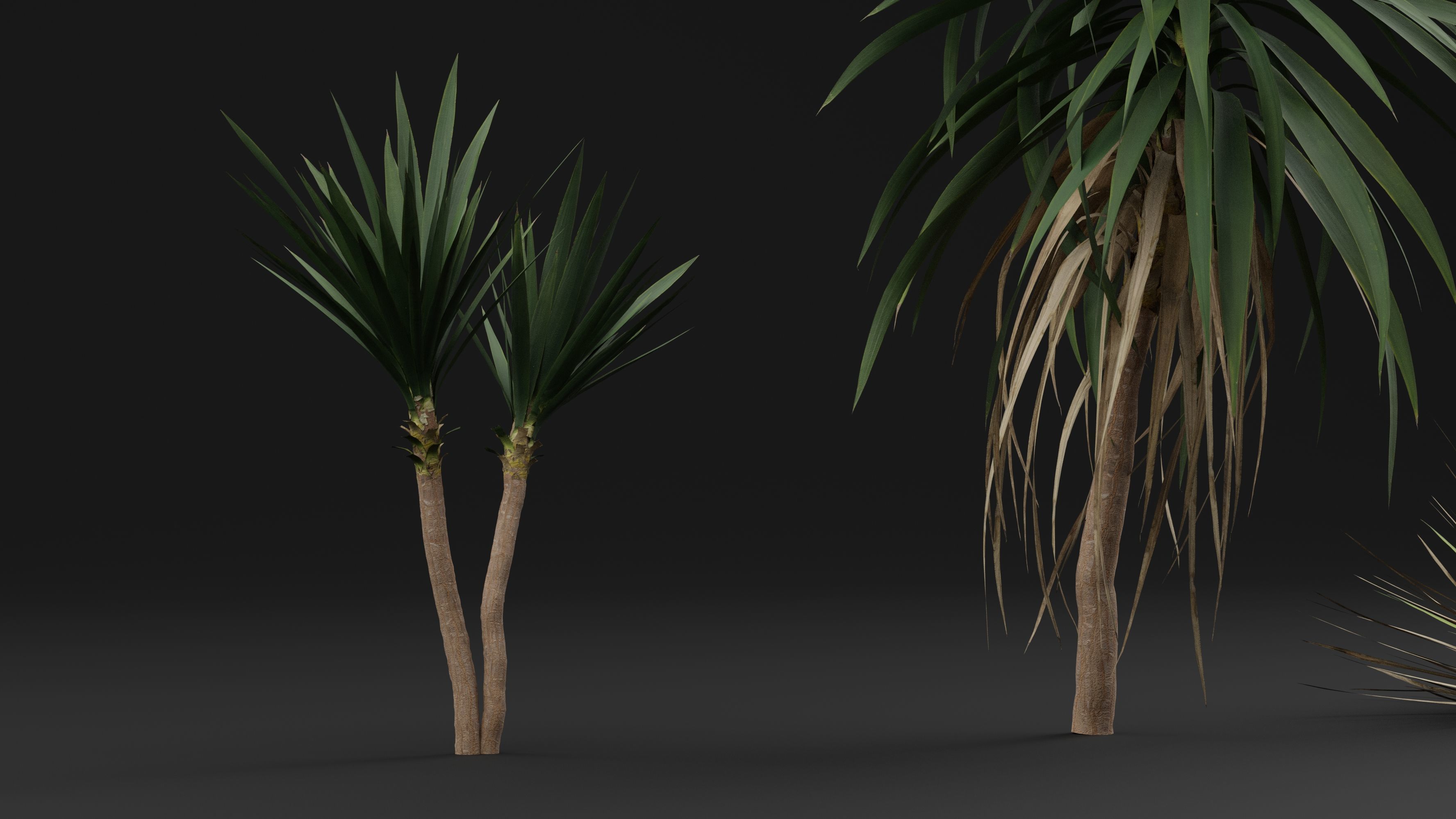 Yucca gigantea 3D model_3