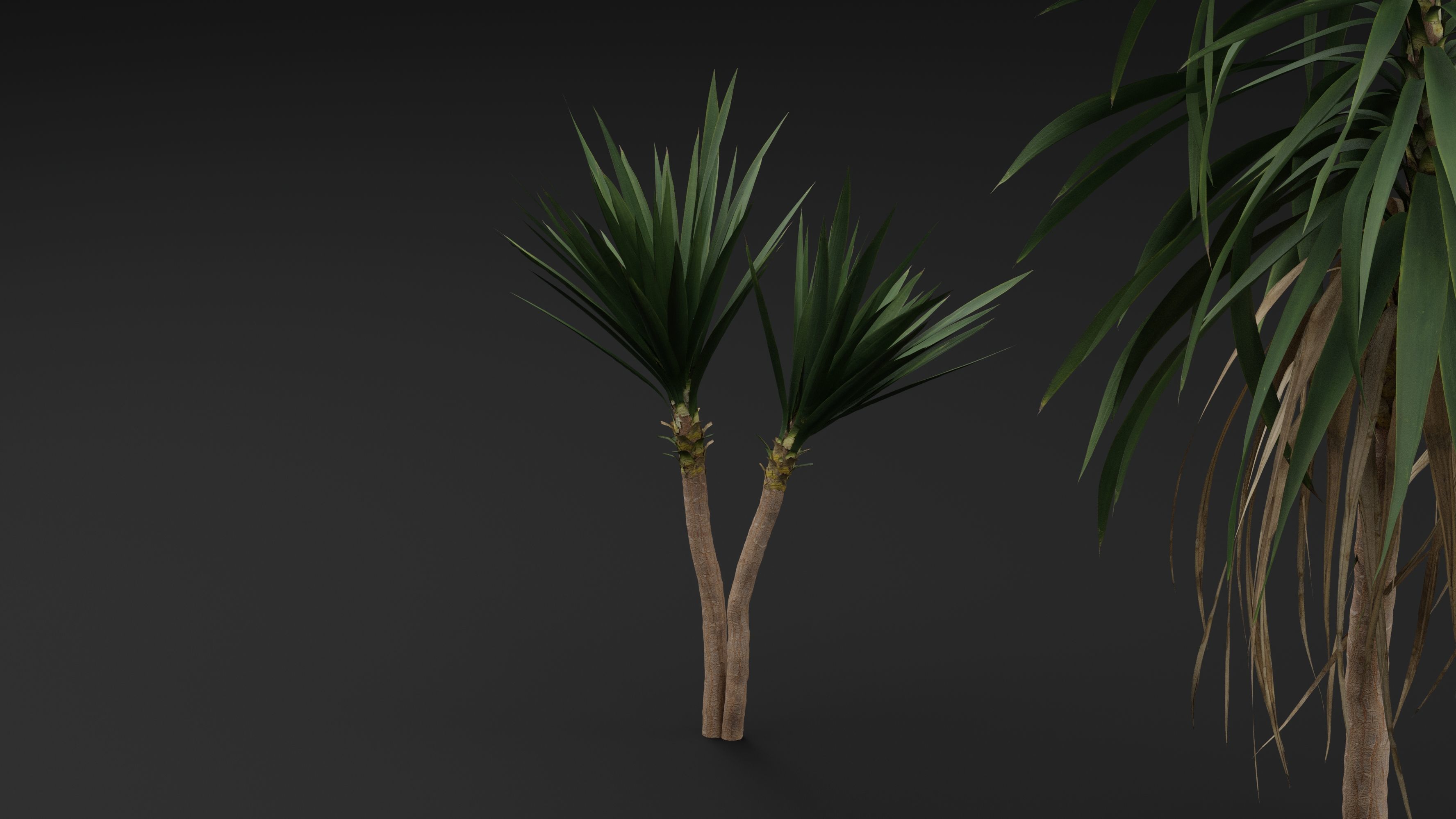 Yucca gigantea 3D model_4