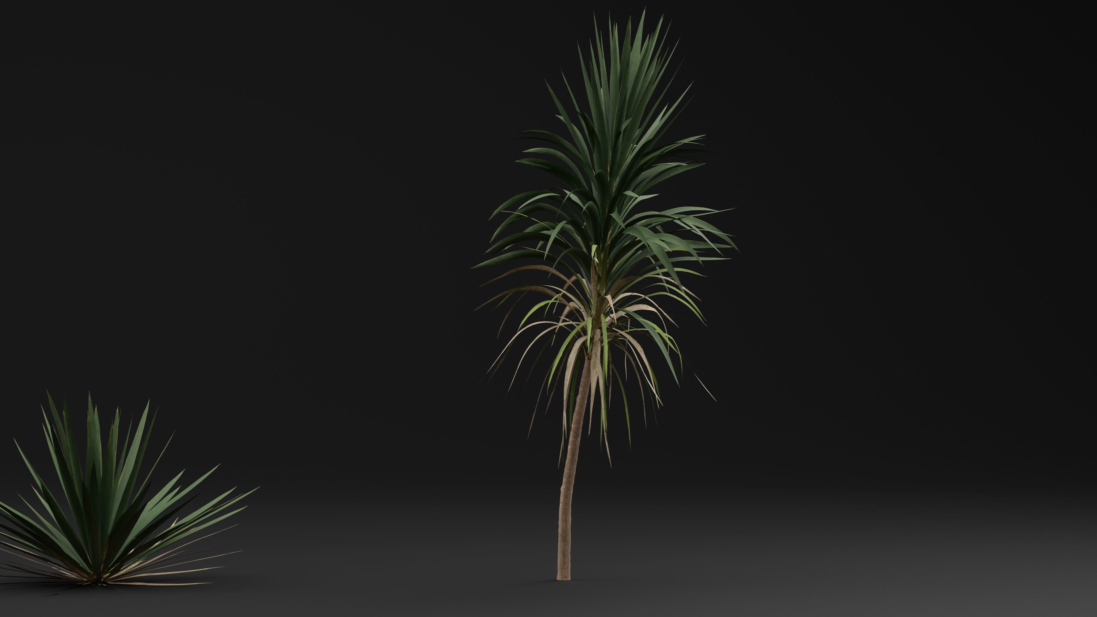 Yucca gigantea 3D model_2
