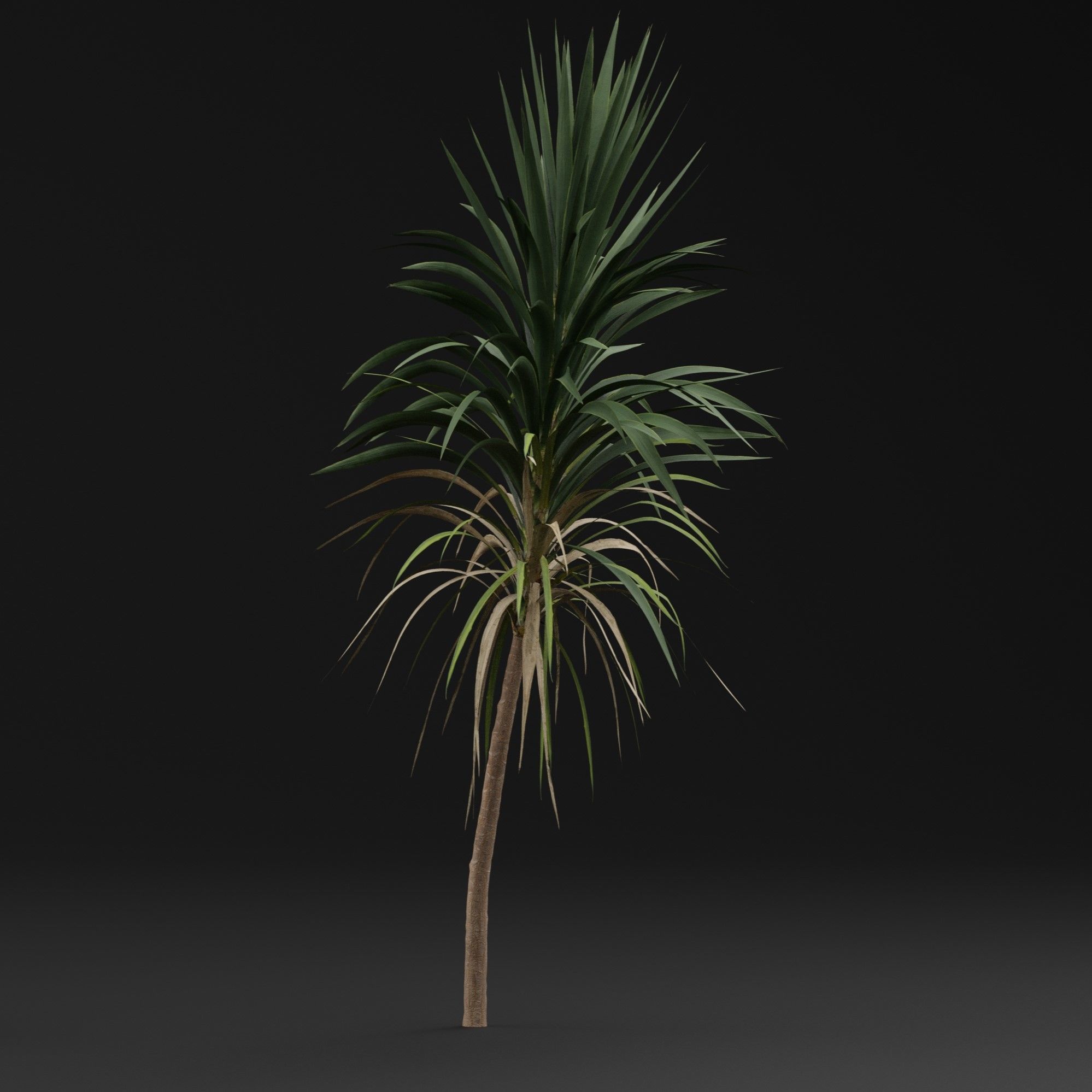 Yucca gigantea 3D model_5