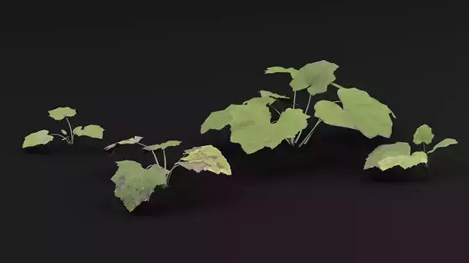 Tussilago Farfara Plant