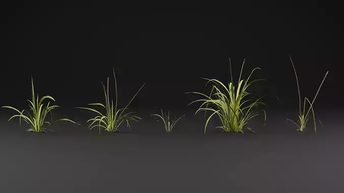 Tufted hairgrass