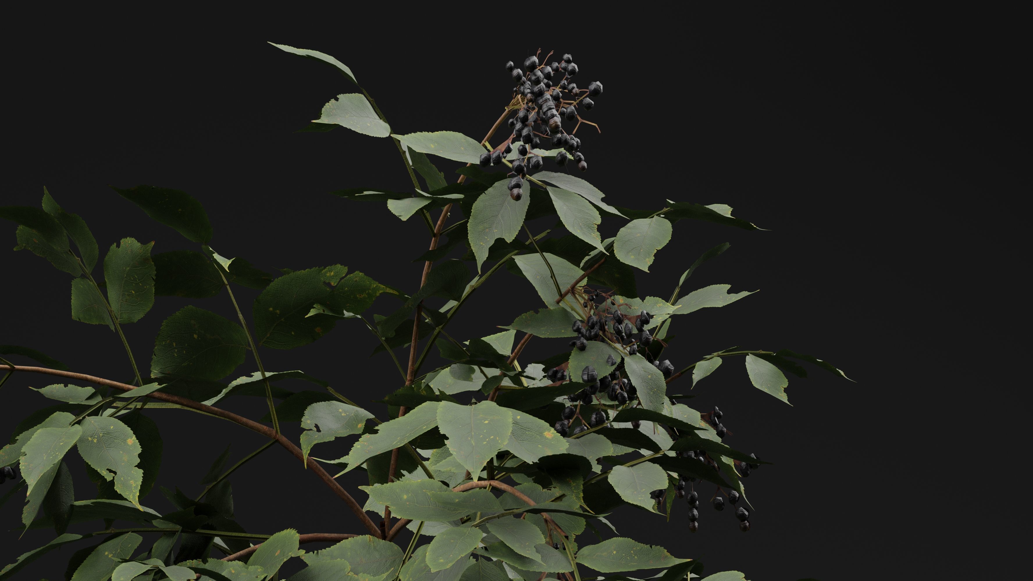 Sambucus 3D model_4