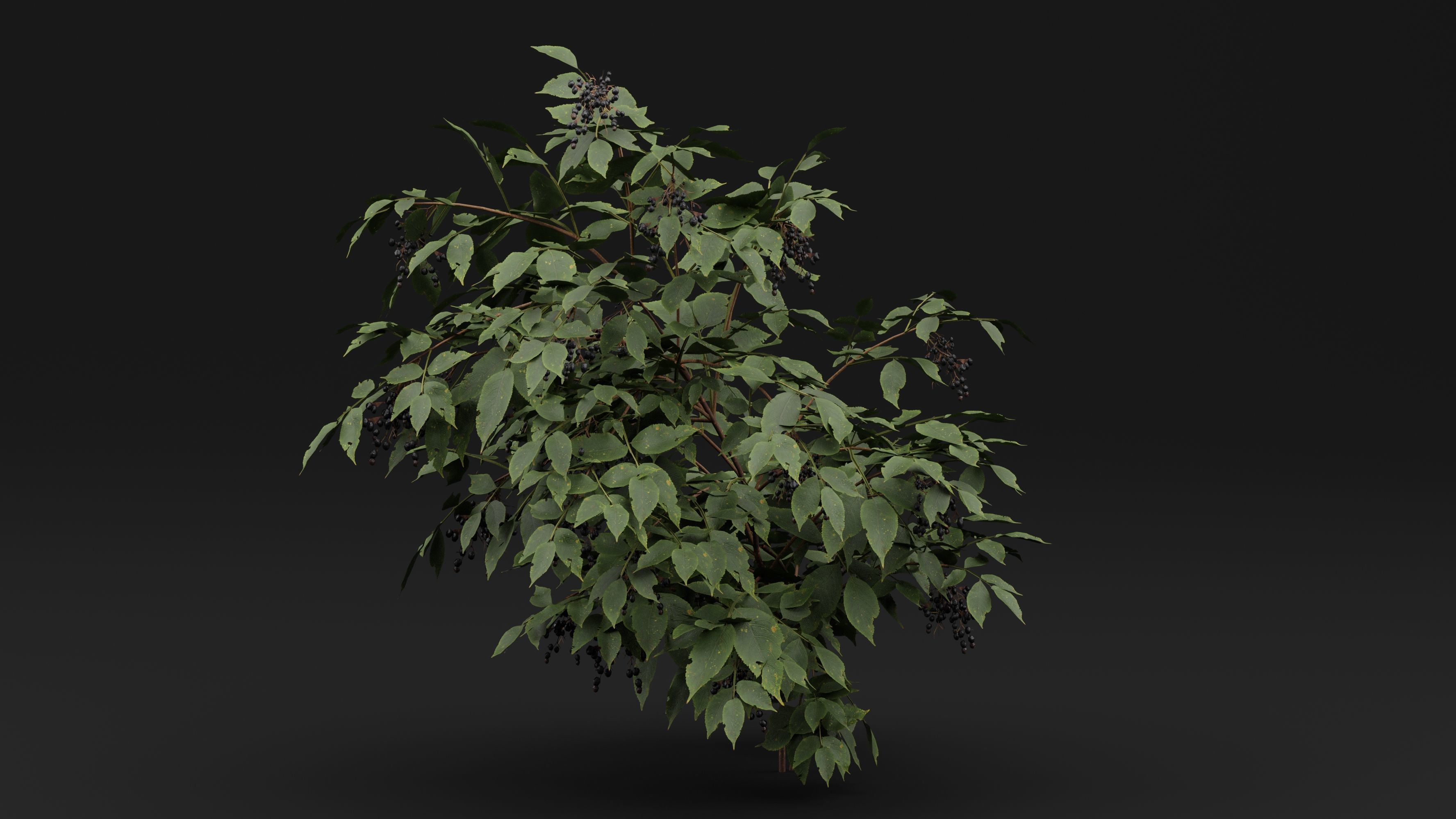 Sambucus 3D model_1